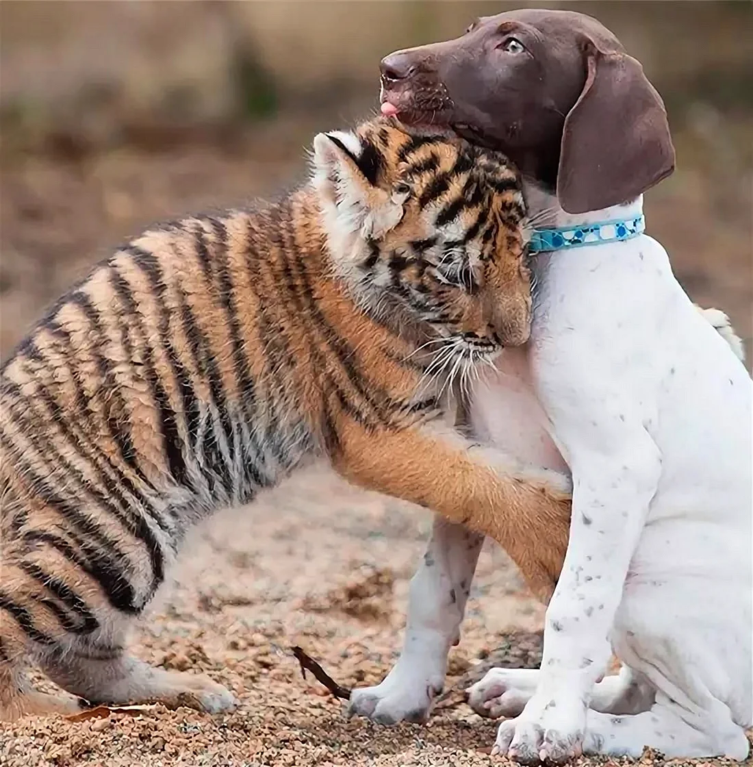 Любовь между собакой и кошкой