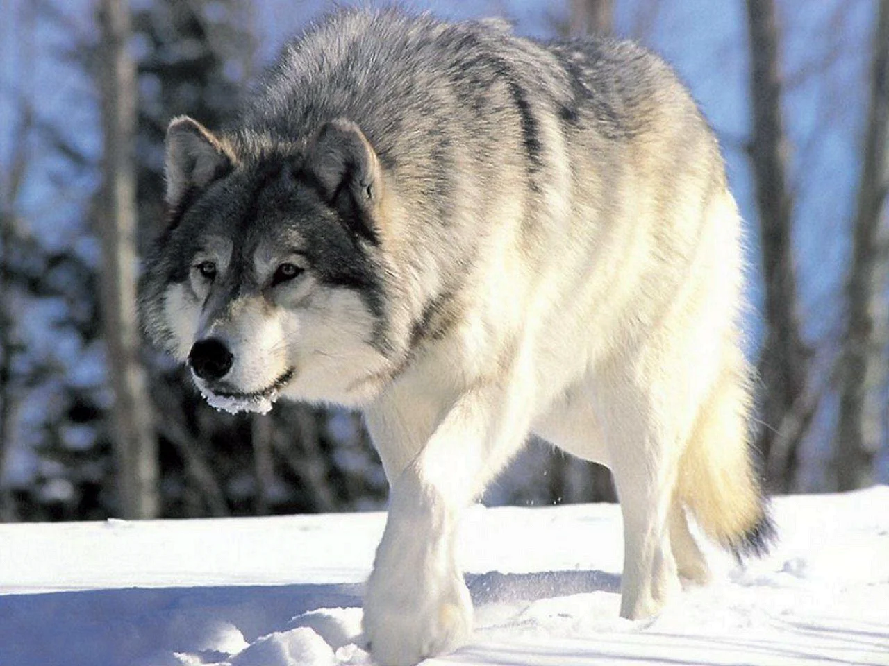 Лобо волк