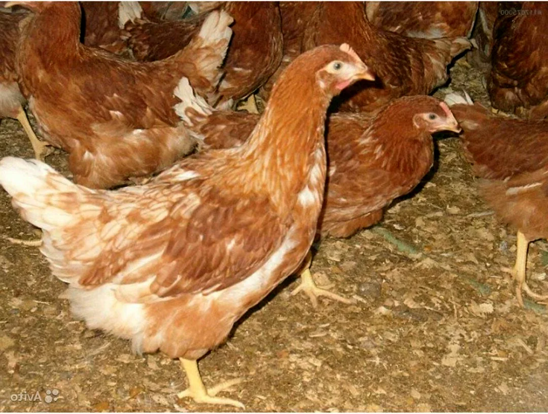 Ломан Браун