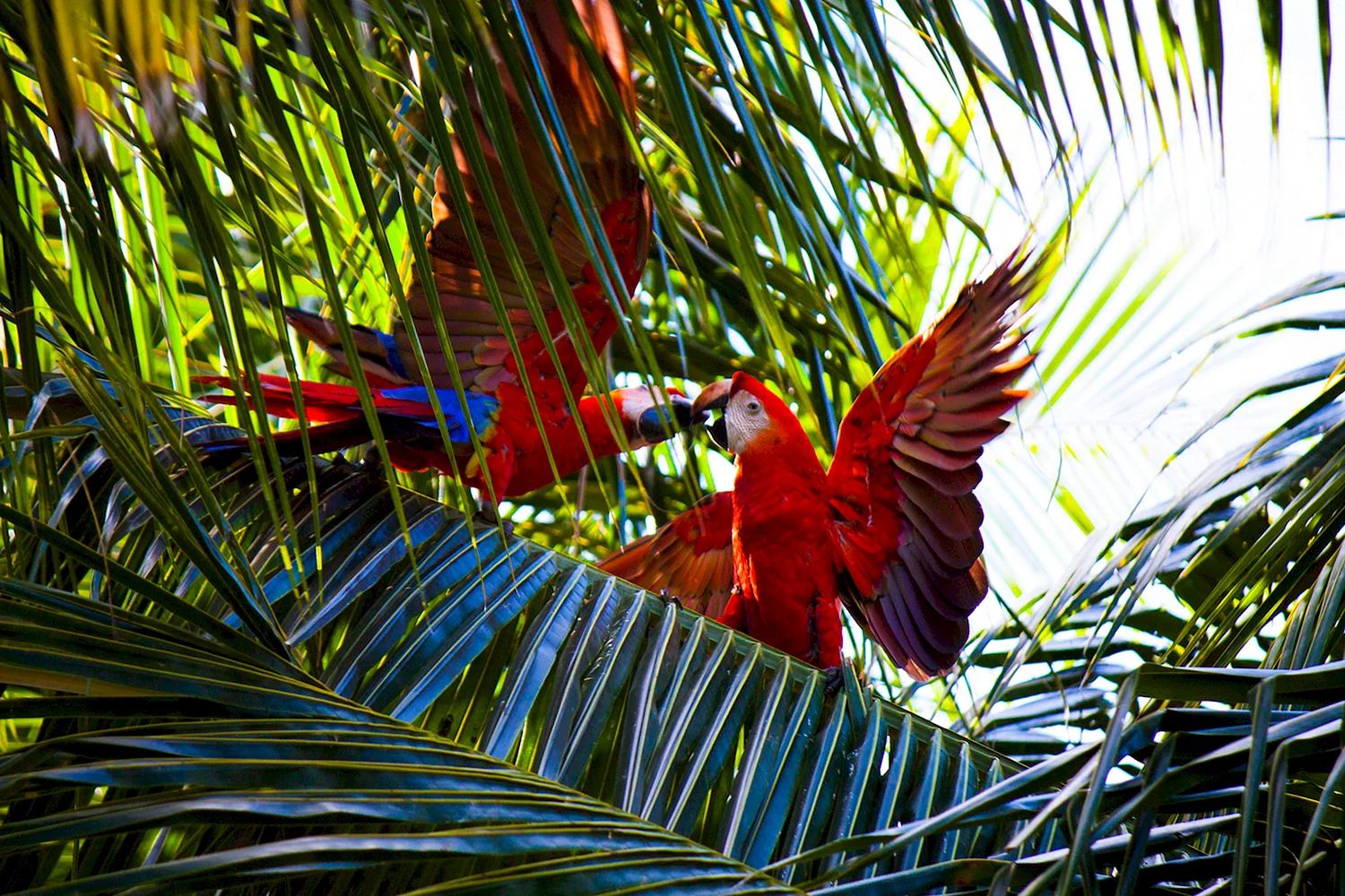 Лоро парк попугаи