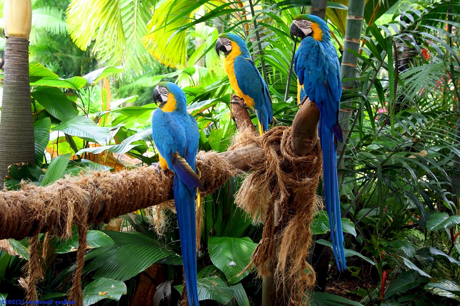 Лоро парк птицы волнистые попугаи