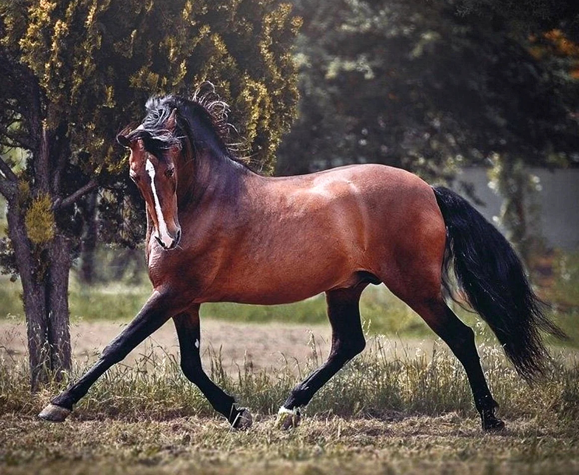 Лошадь Андалузская Вороная в свободе