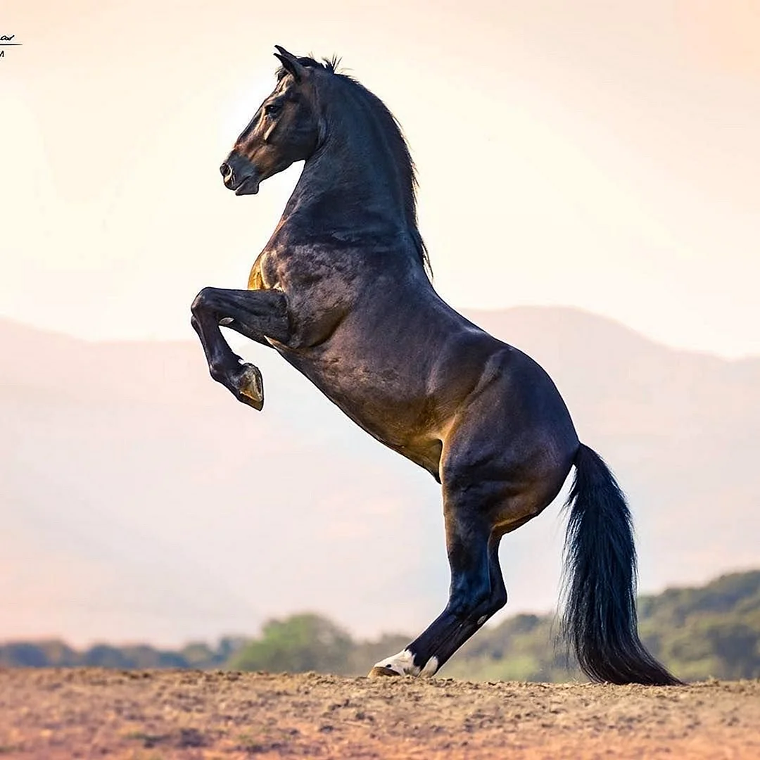 Лошадь арабский скакун Мустанг