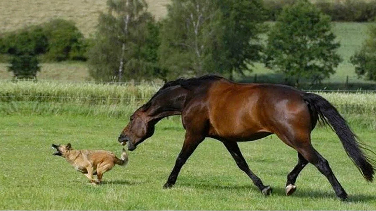 Лошадь бежит за собакой