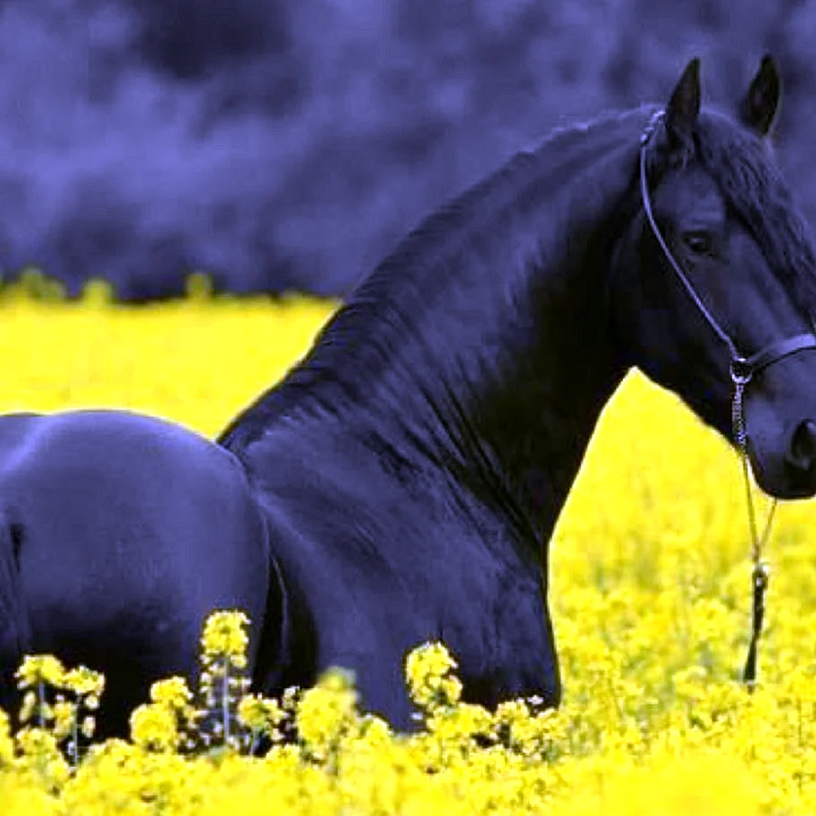 Лошадь черный