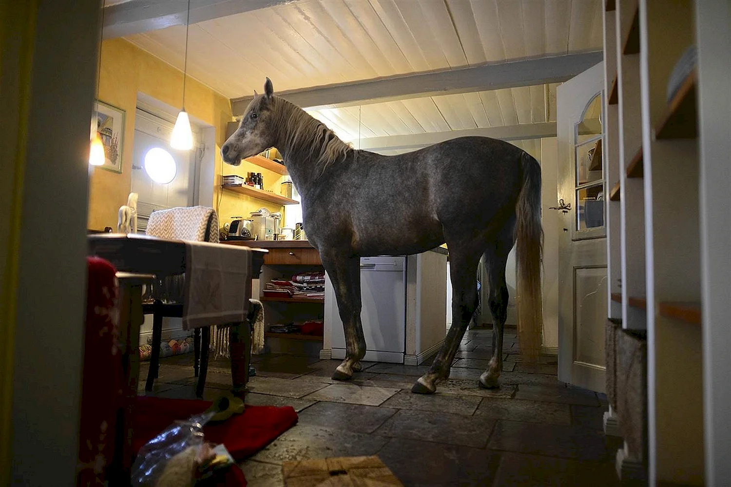 Лошадь дома