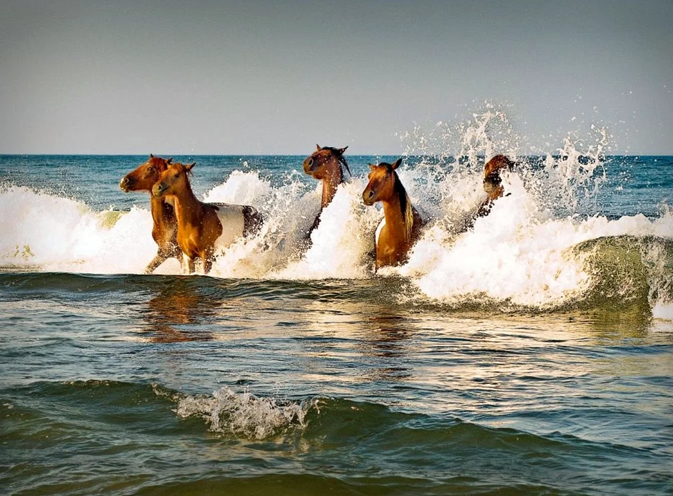 Лошадь купается в море