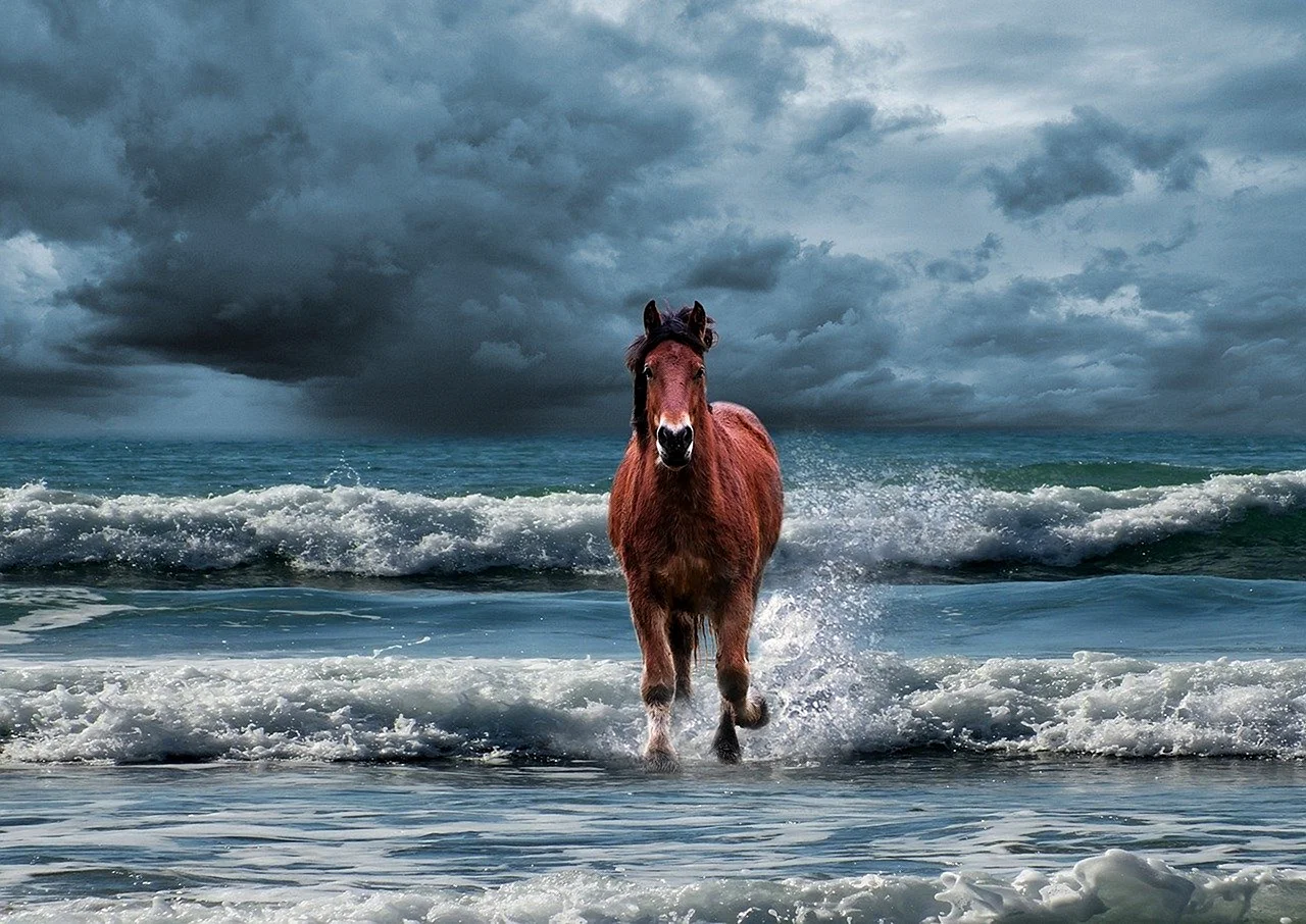 Лошадь на море