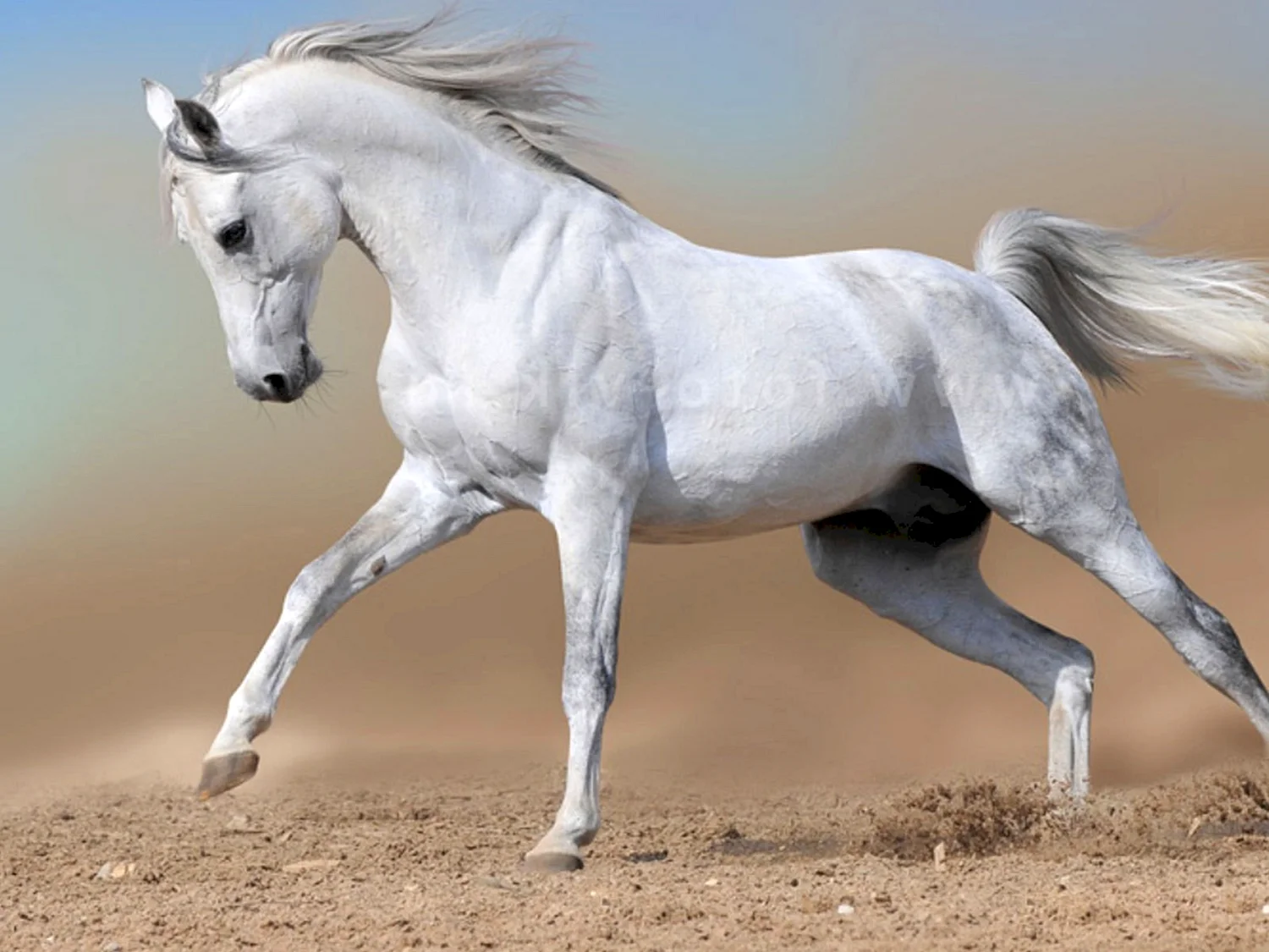 Лошадь породы Камарилло