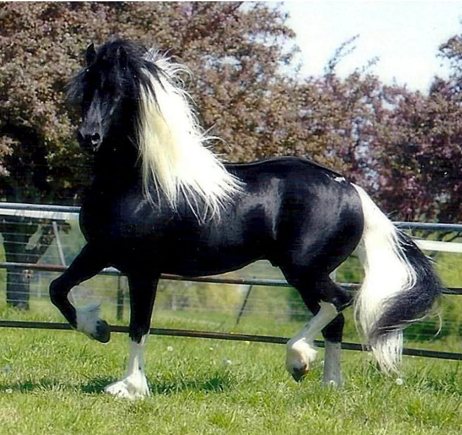 Лошадь породы Линус