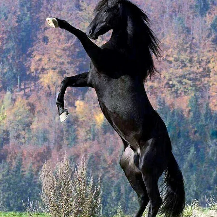 Лошадь породы Мустанг