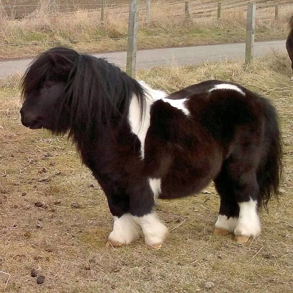 Лошадь породы шетлендский пони
