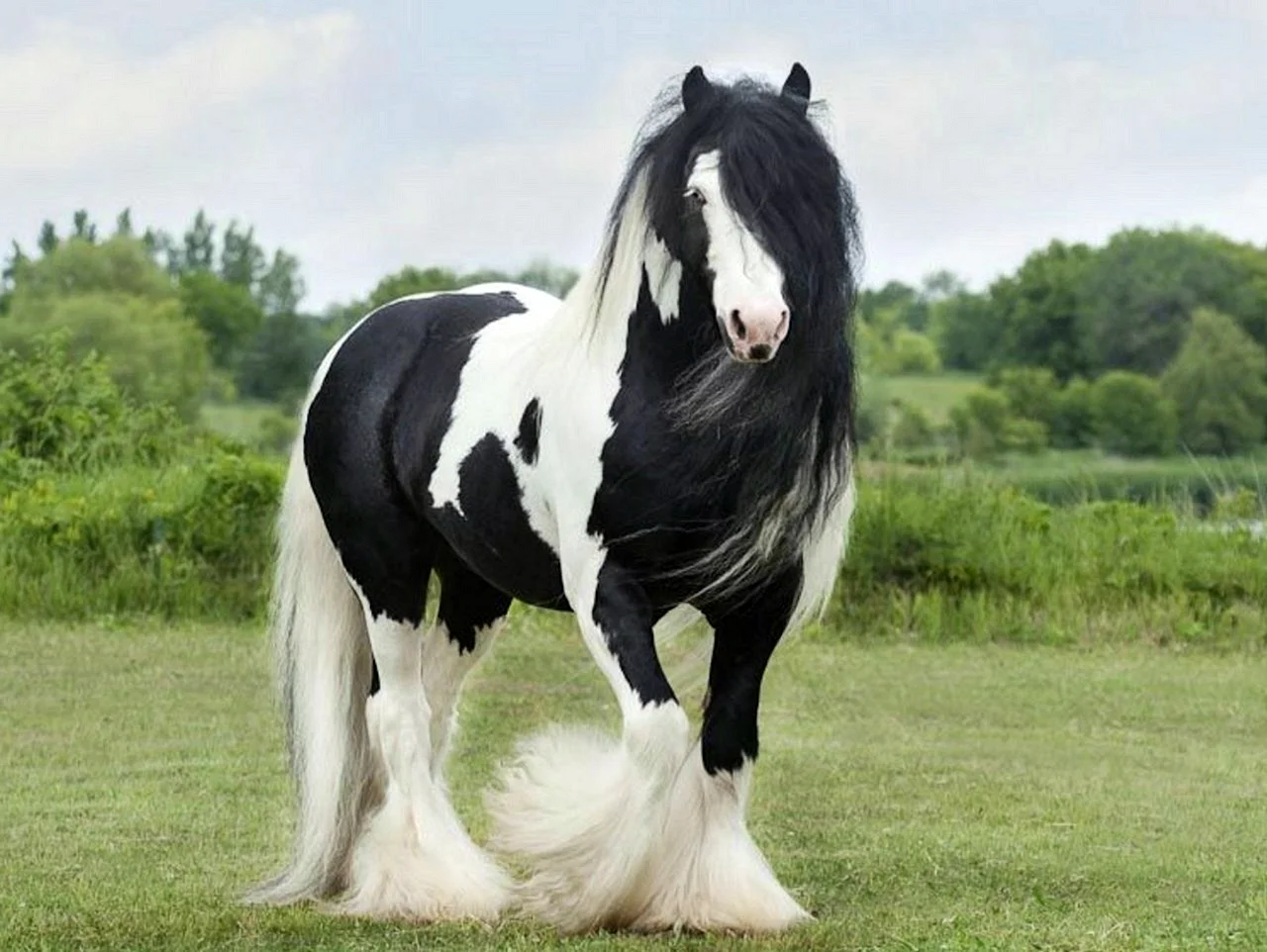 Лошадь породы Ваннер
