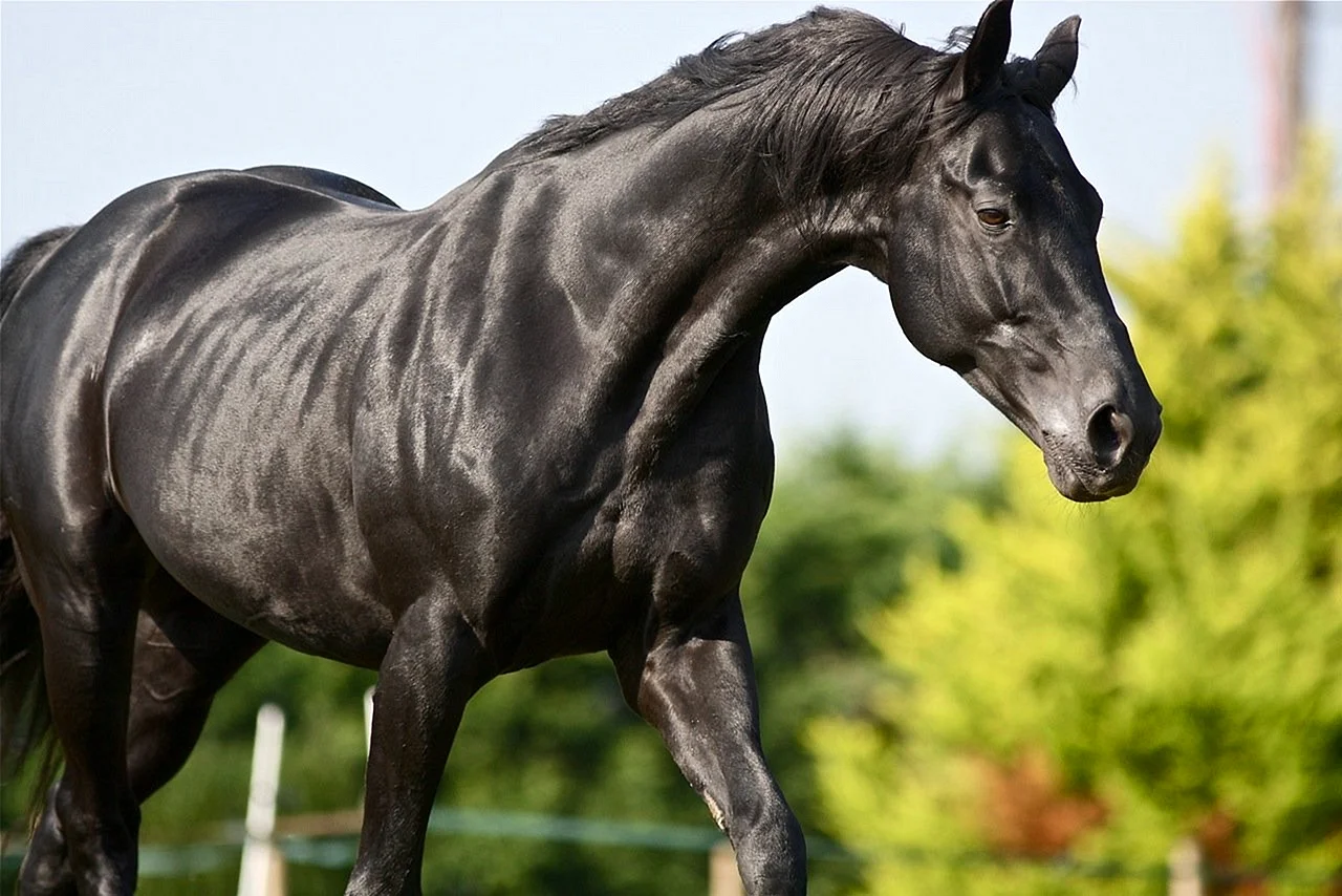 Лошадь рысак чёрный масть