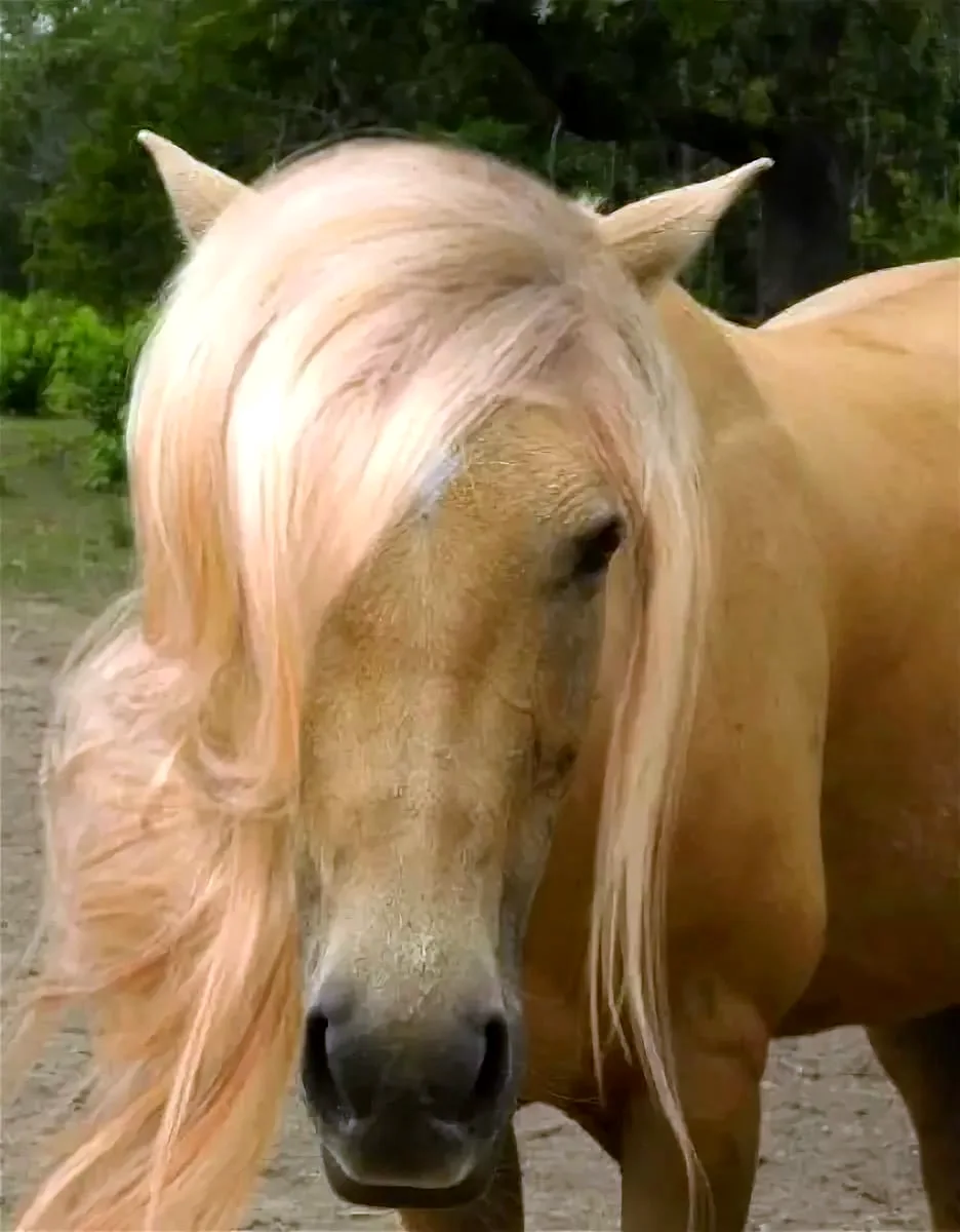 Лошадь с длинными волосами