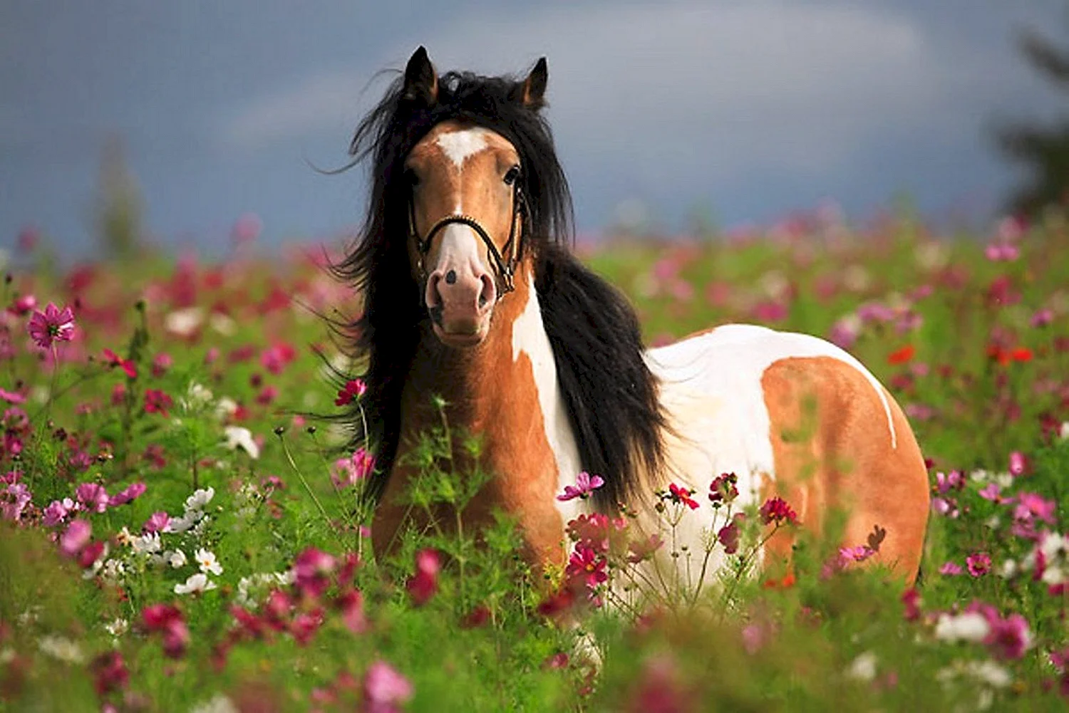 Лошадь с цветами
