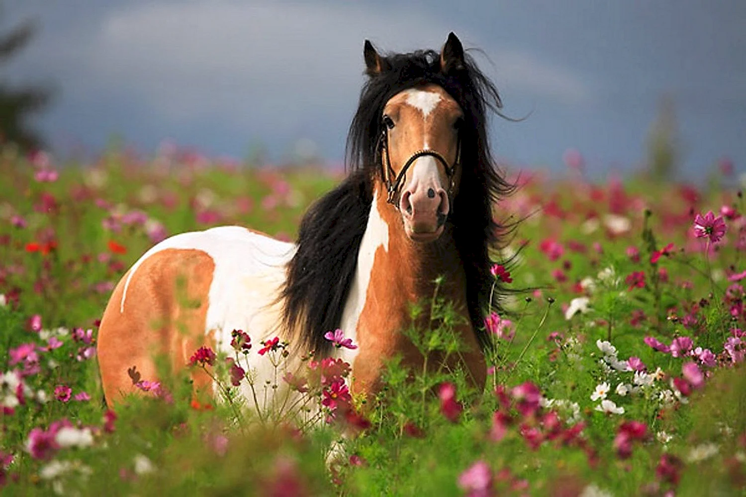 Лошадь с цветами