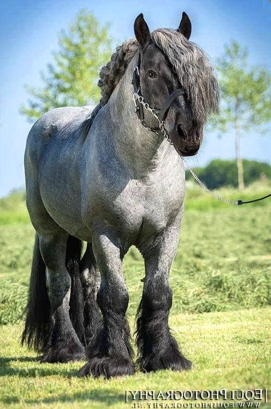 Лошадь тяжеловоз бельгийский Першерон