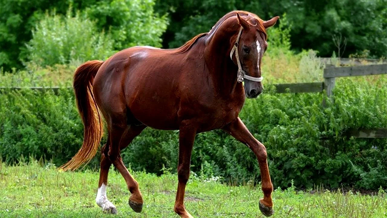 Лошадь тракененской породы