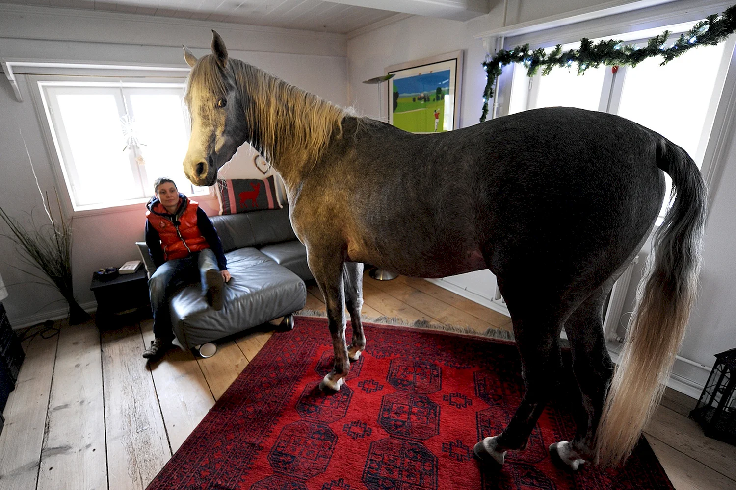 Лошадь в доме
