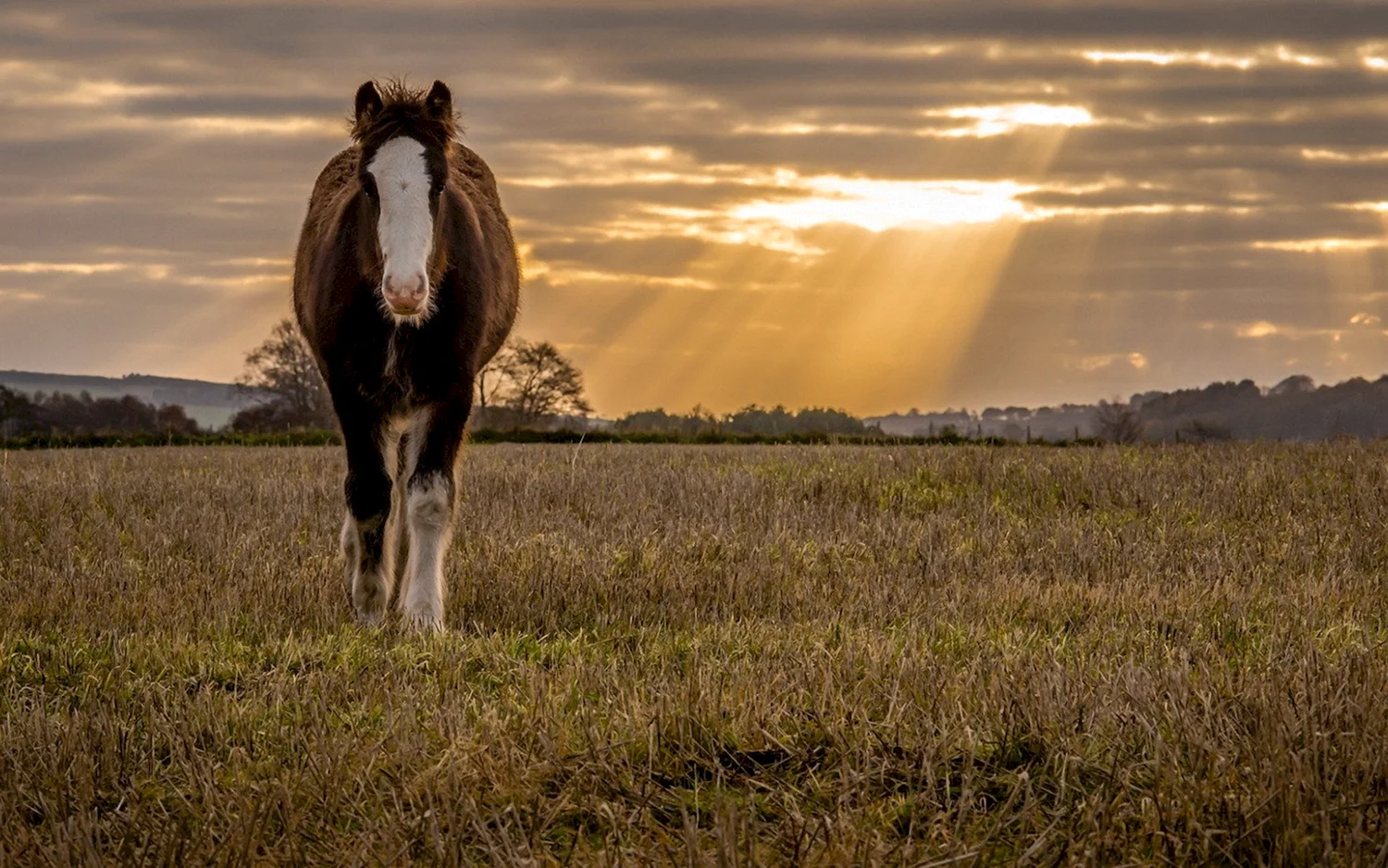 Лошадь в поле