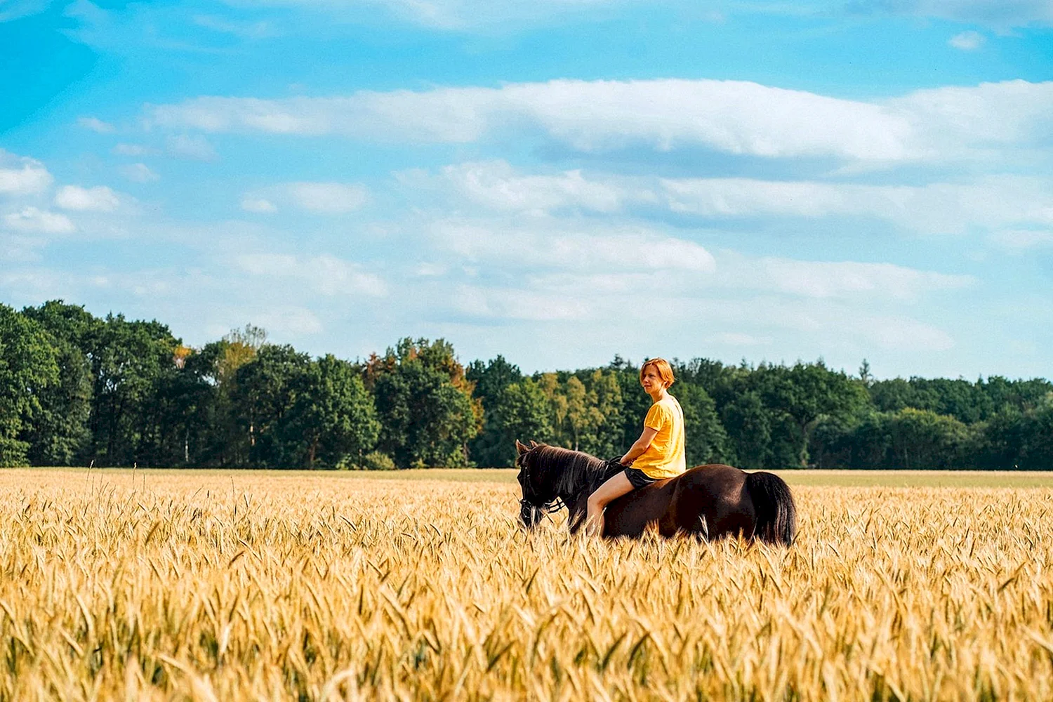 Лошадь в поле с человеком