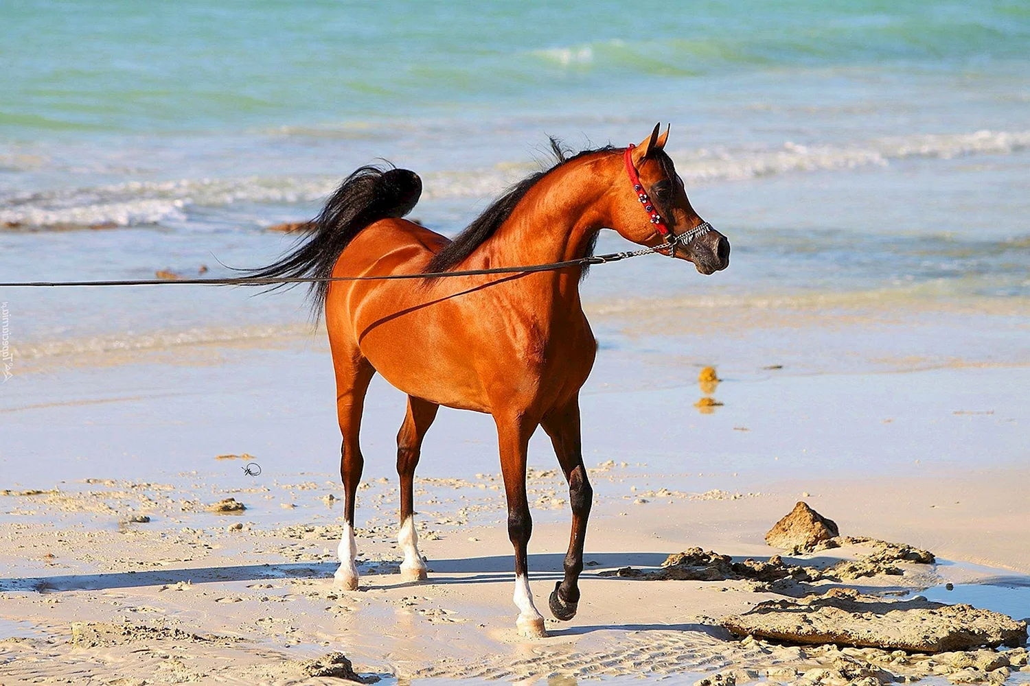 Лошади арабские скакуны