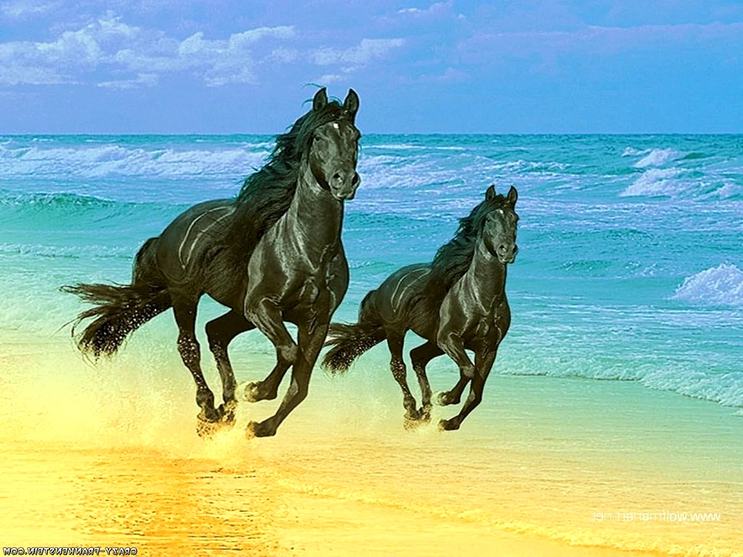 Лошади бегущие по морю