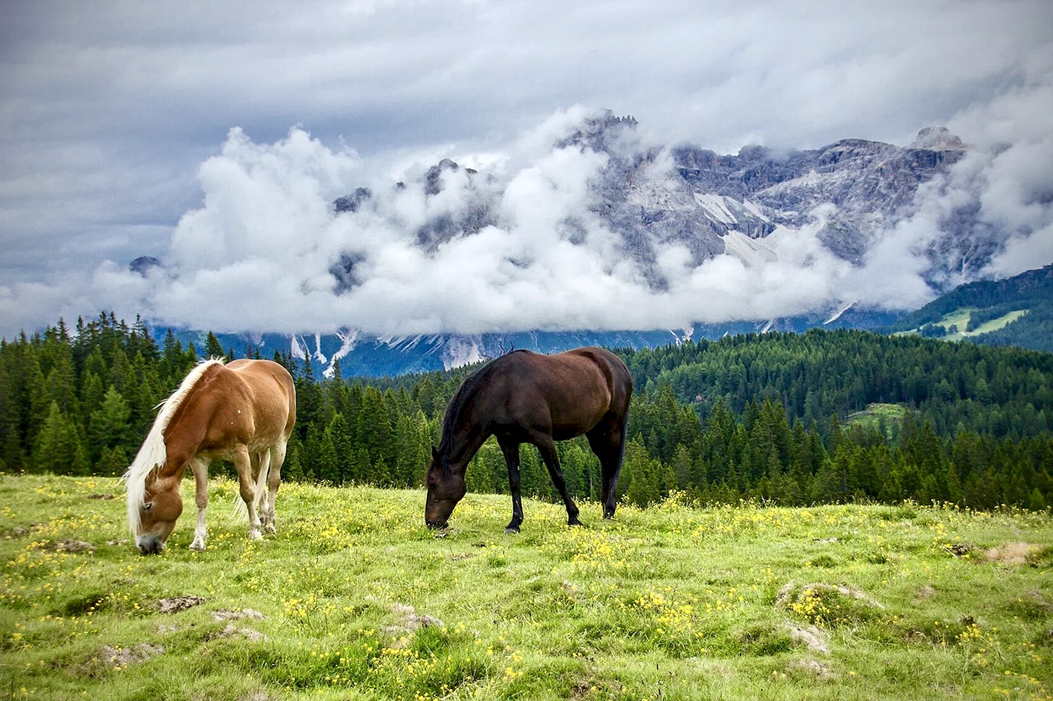 Лошади пасутся в горах