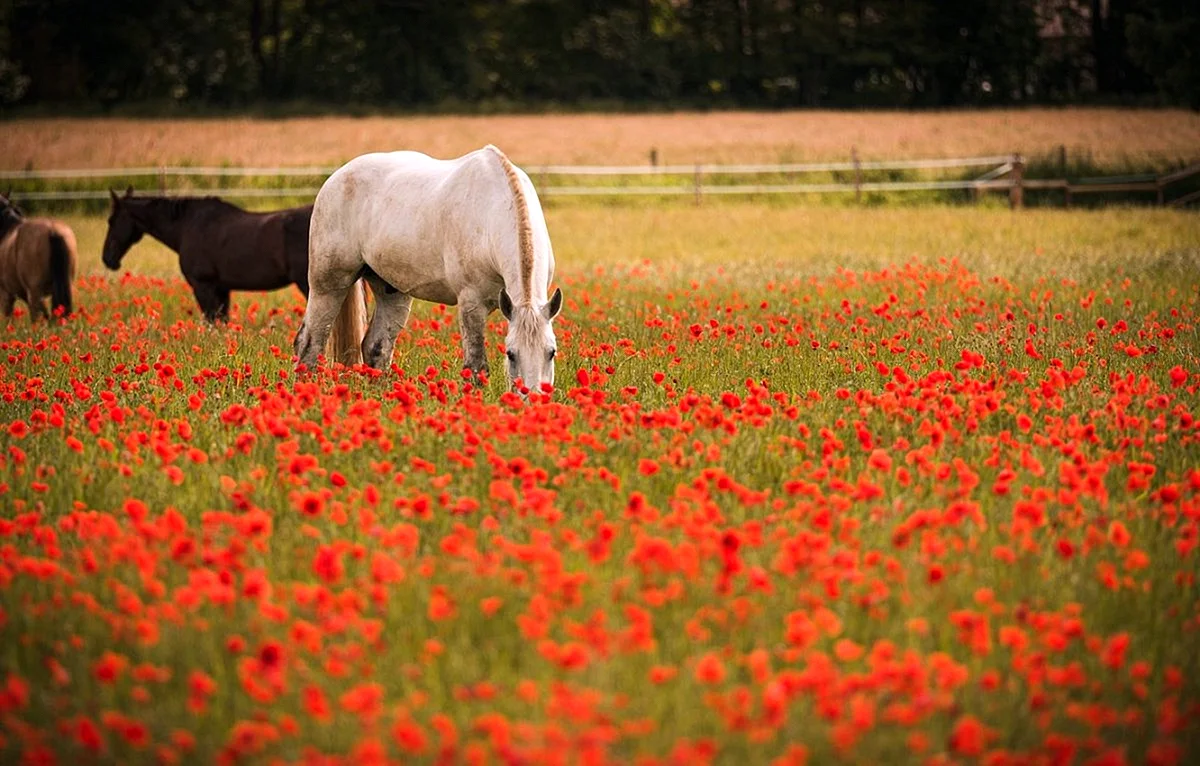 Лошади пасутся в поле