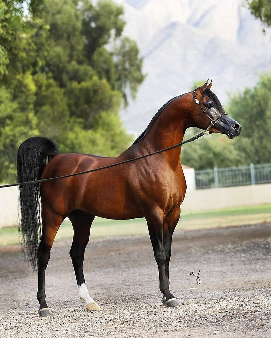Лошади породы арабская чистокровная