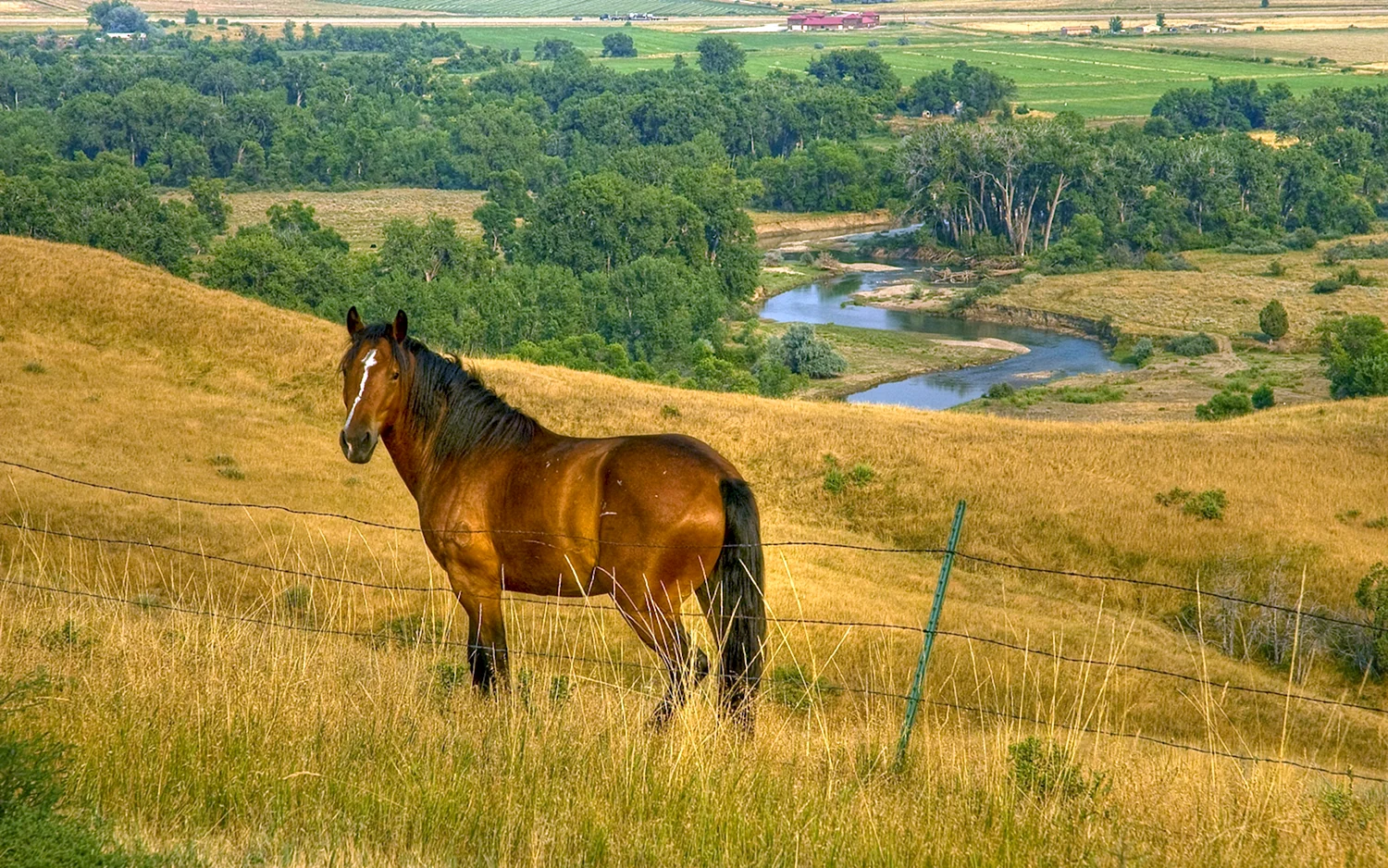 Лошади в деревне в поле