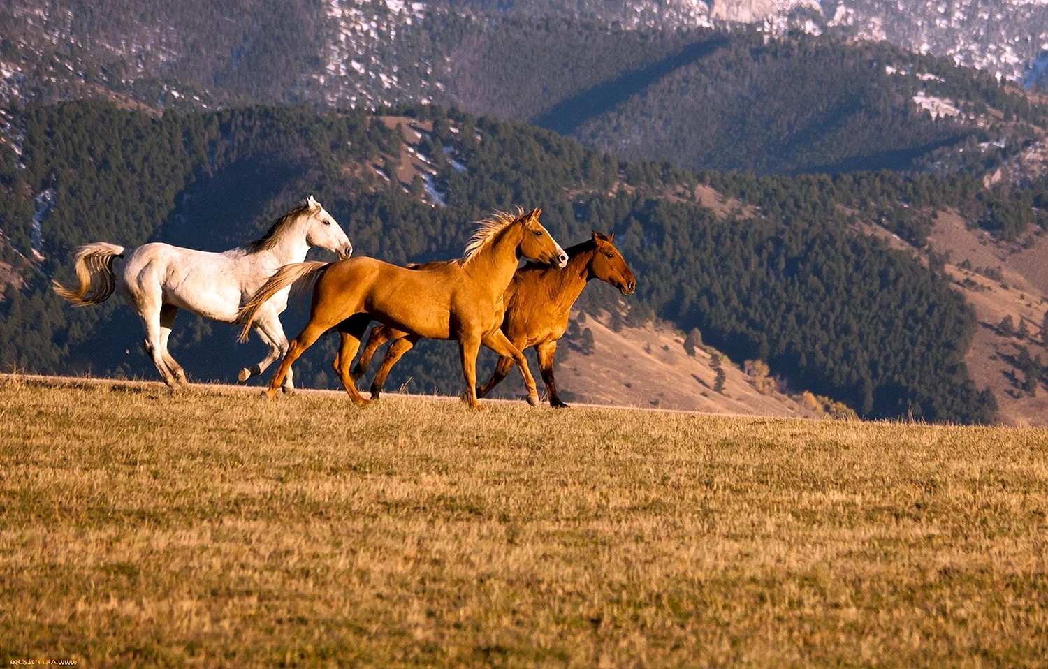 Лошади в горах