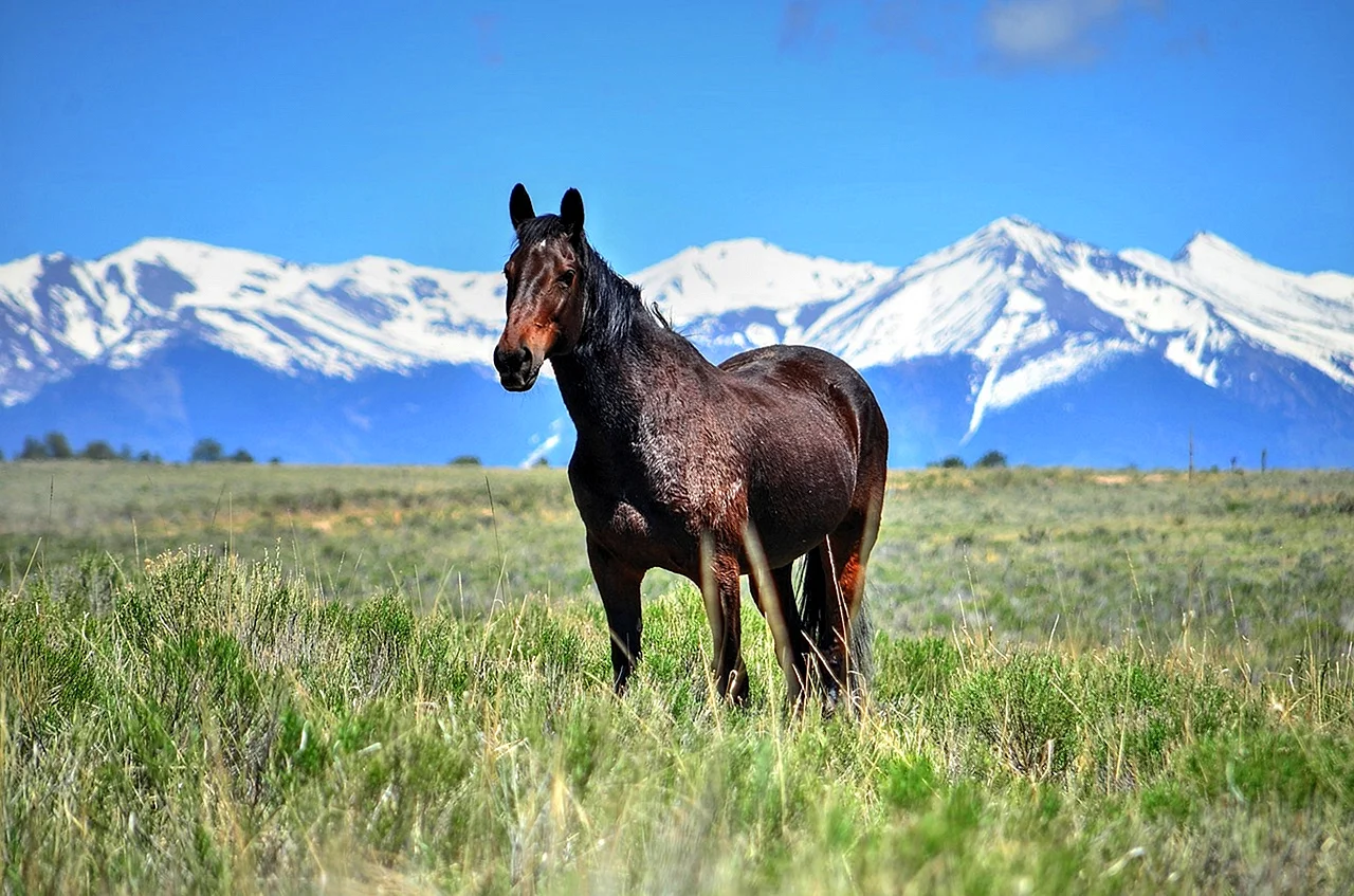 Лошади в горах Кавказа