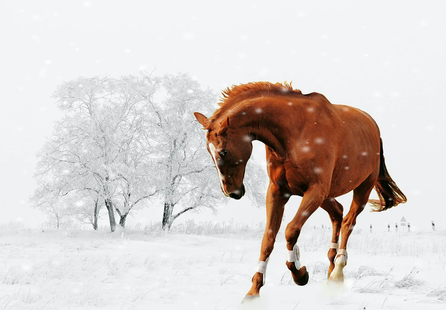 Лошади в снегу
