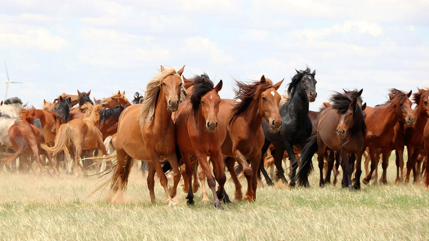 Лошади в степи Калмыкии