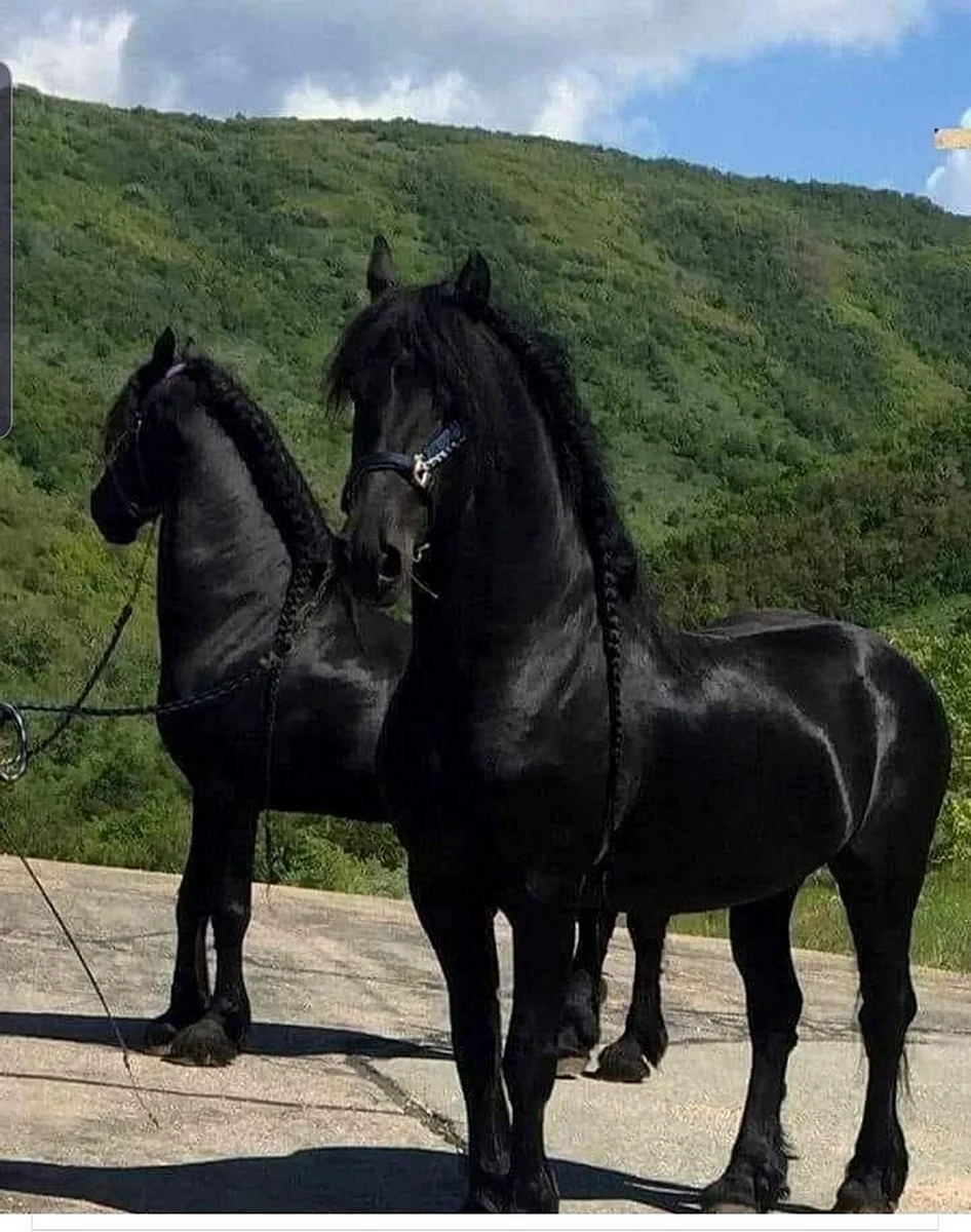 Лошади вороные карачаевской породы