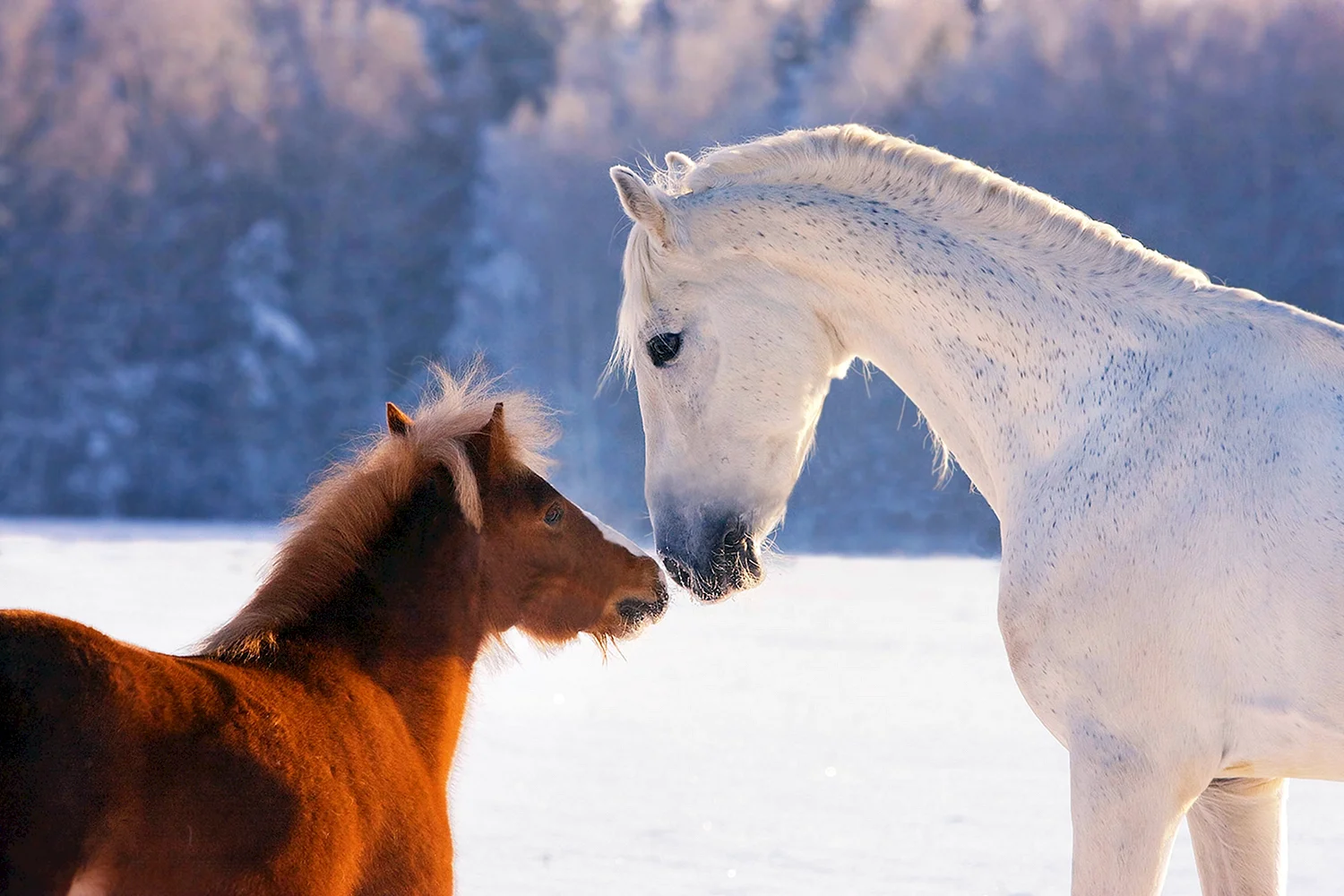 Лошади зимой домашние