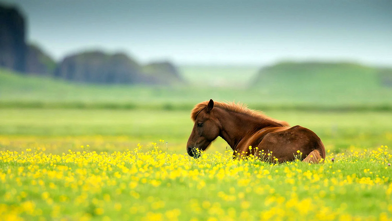 Лошадка в поле