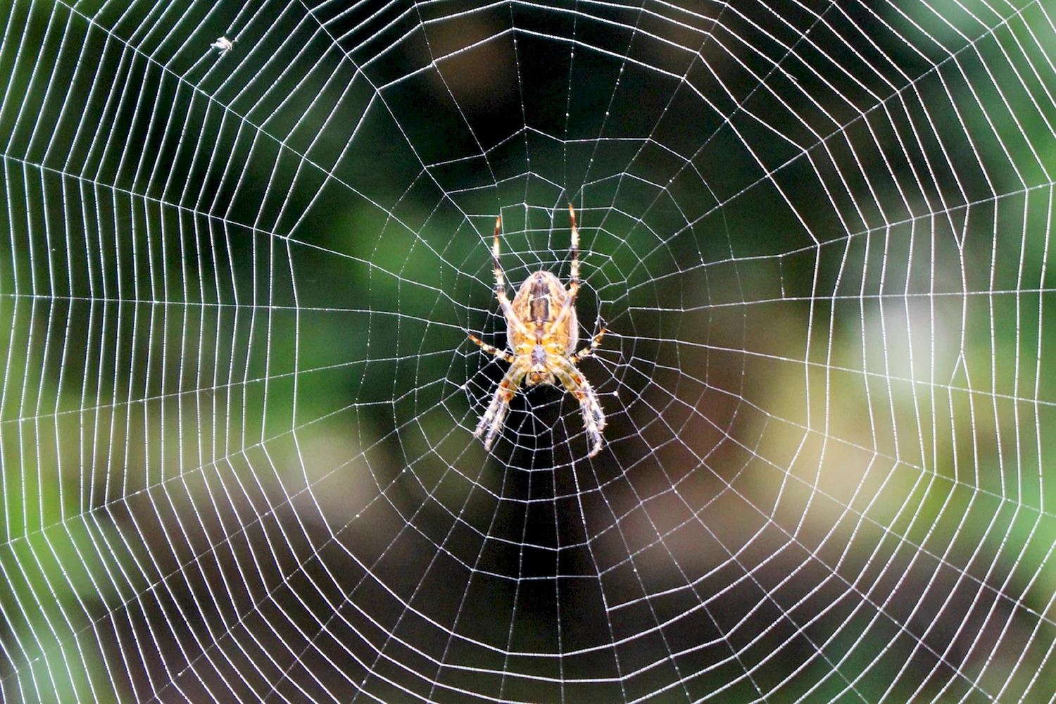 Ловчая сеть паука