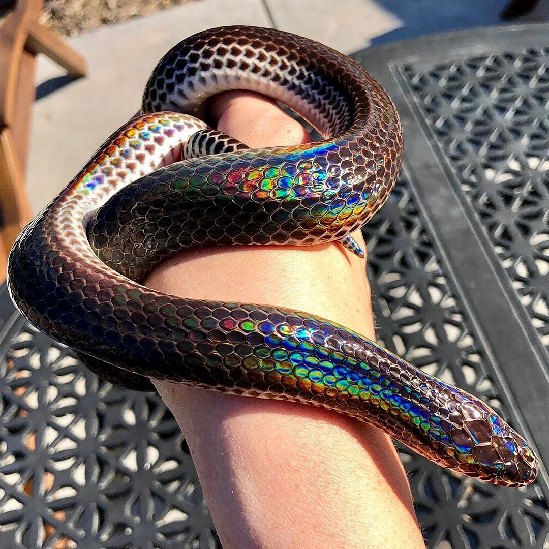 Лучистая змея Xenopeltis Unicolor