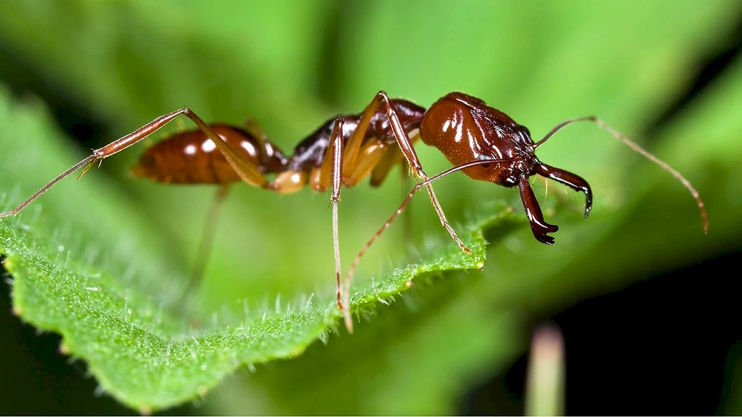 Луговые муравьи Муравейник