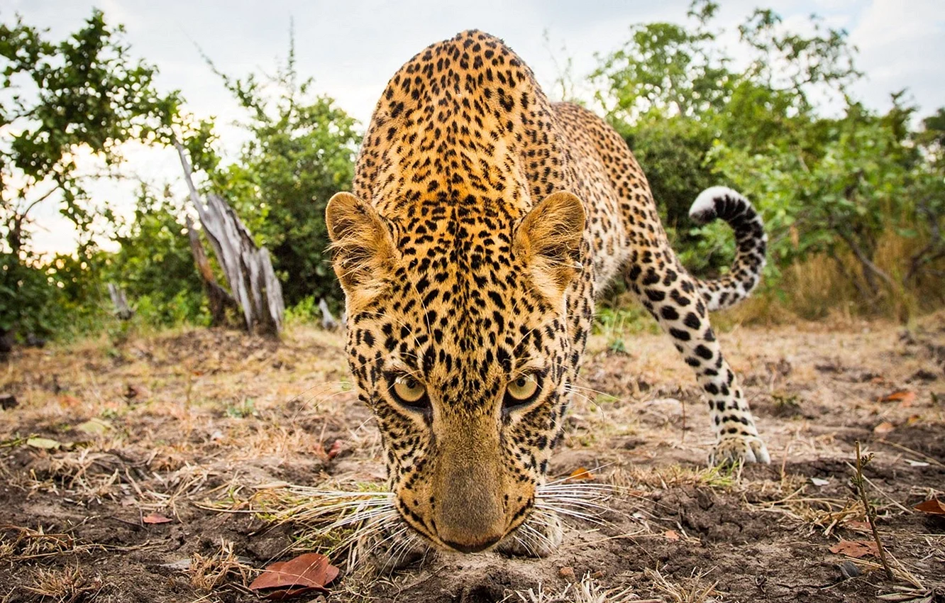 Лукас леопард