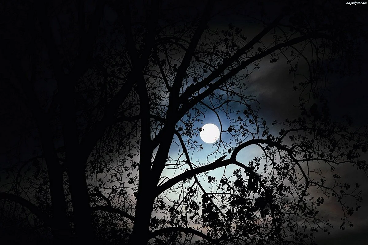 Луна в ветвях деревьев