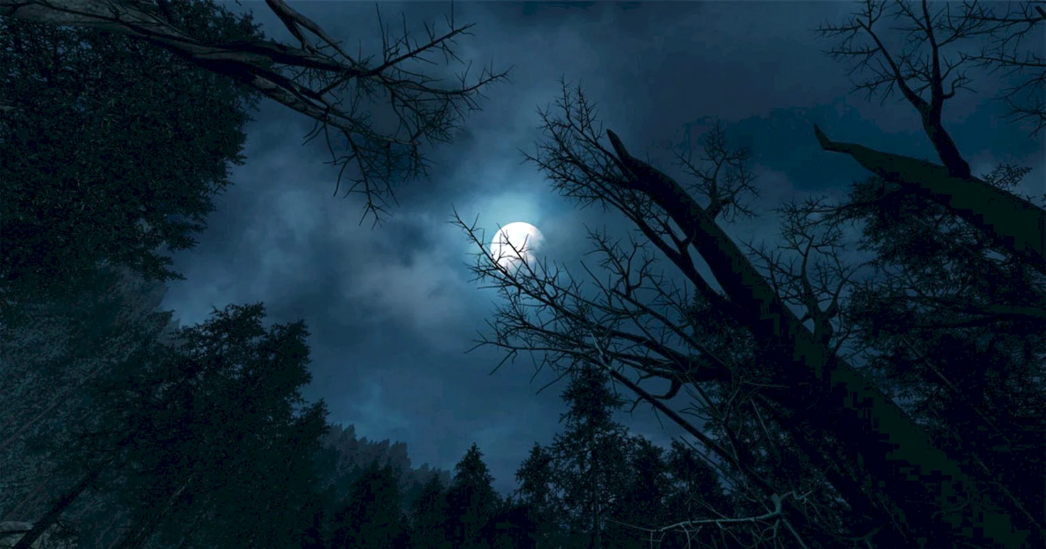 Лунная ночь в лесу