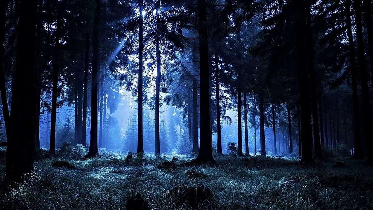 Лунный свет в лесу