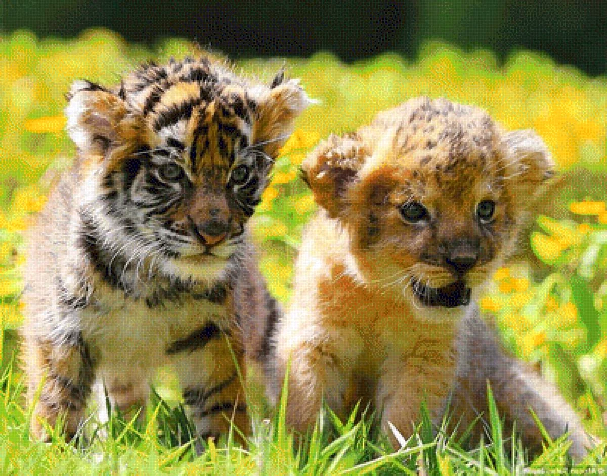 Львята и тигрята
