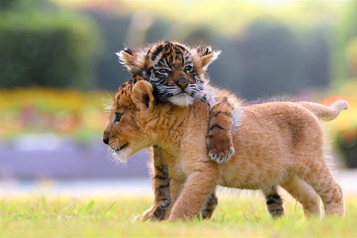 Львята и тигрята