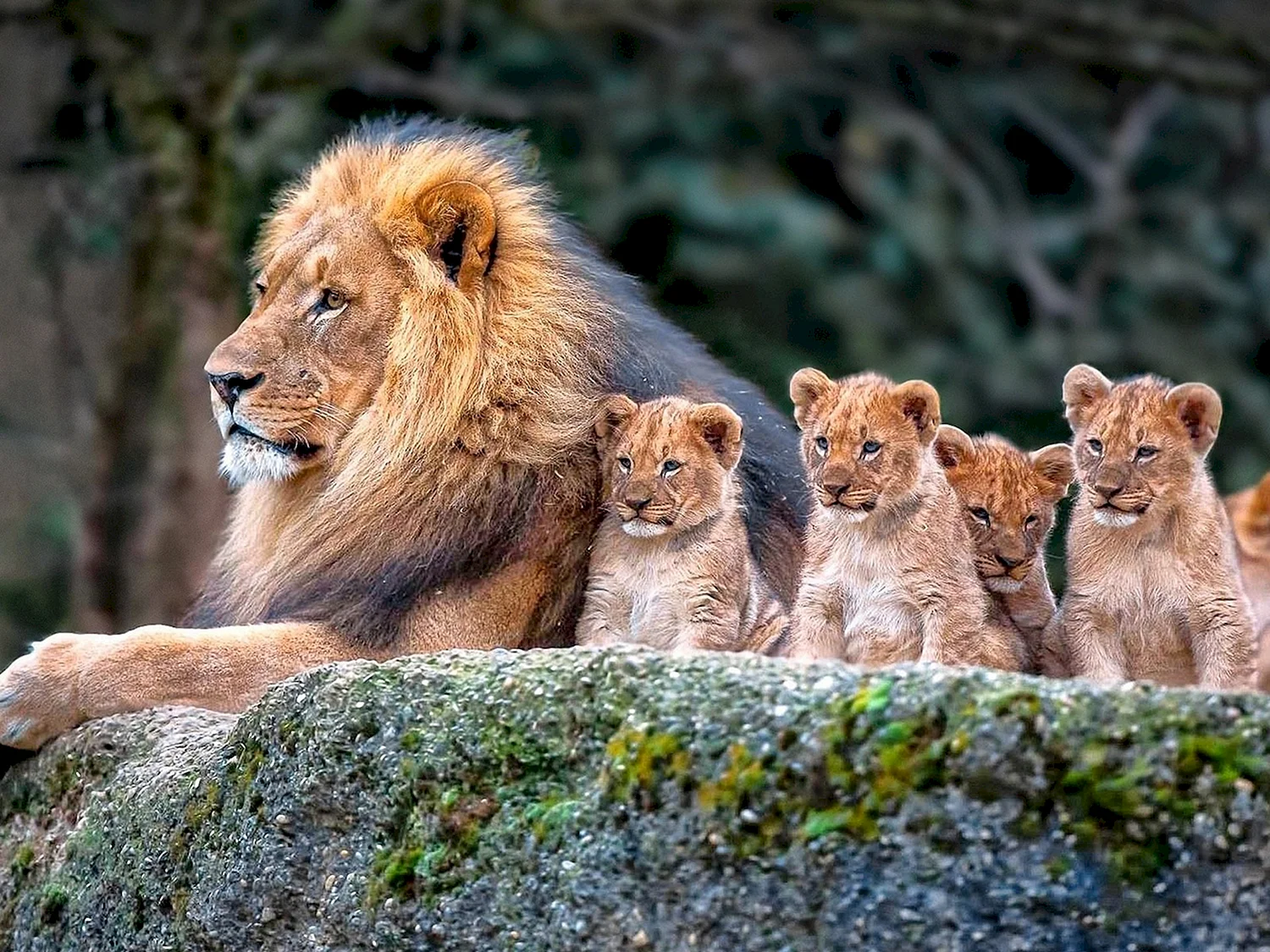 Львиная семейка