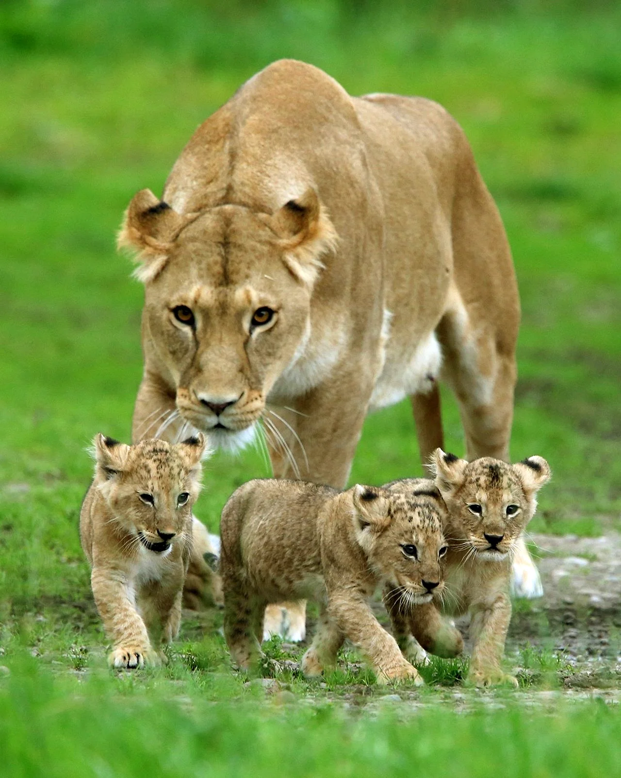 Львиное семейство Прайд